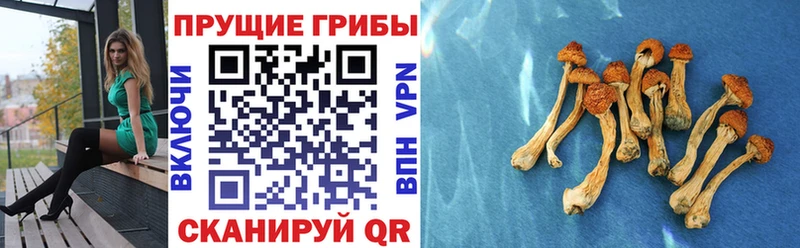 Псилоцибиновые грибы Psilocybine cubensis  Медвежьегорск 